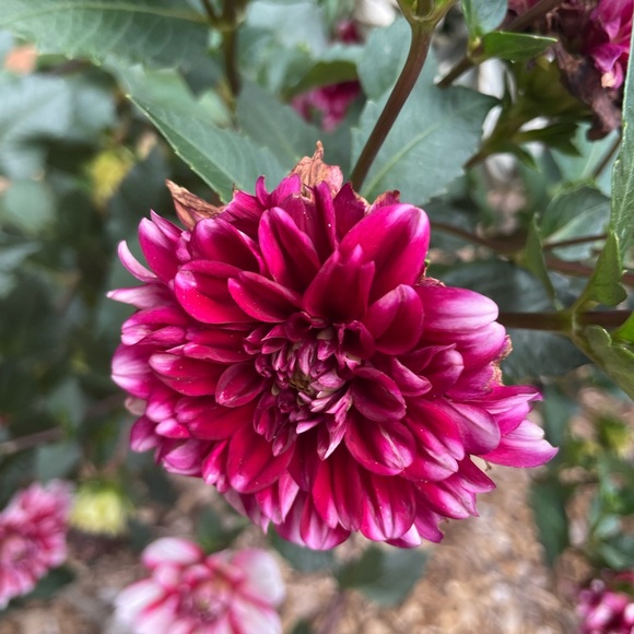 Mystery Original Watercolor (Bundle Deal) - Picture 6 of 6